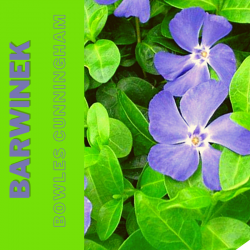 Barwinek "Bowles Cunningham"